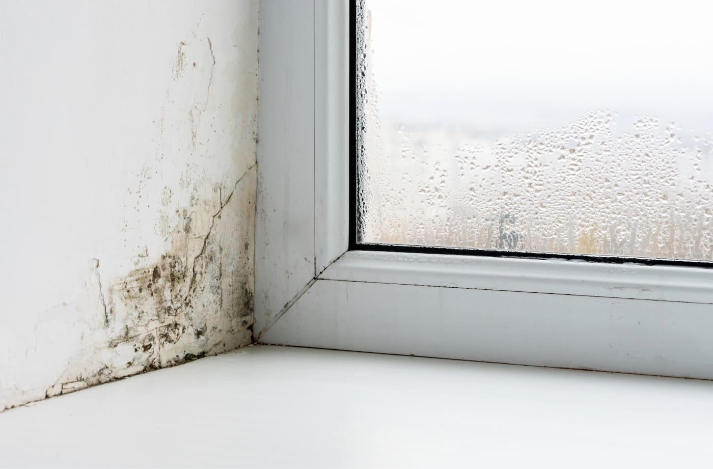 mold
